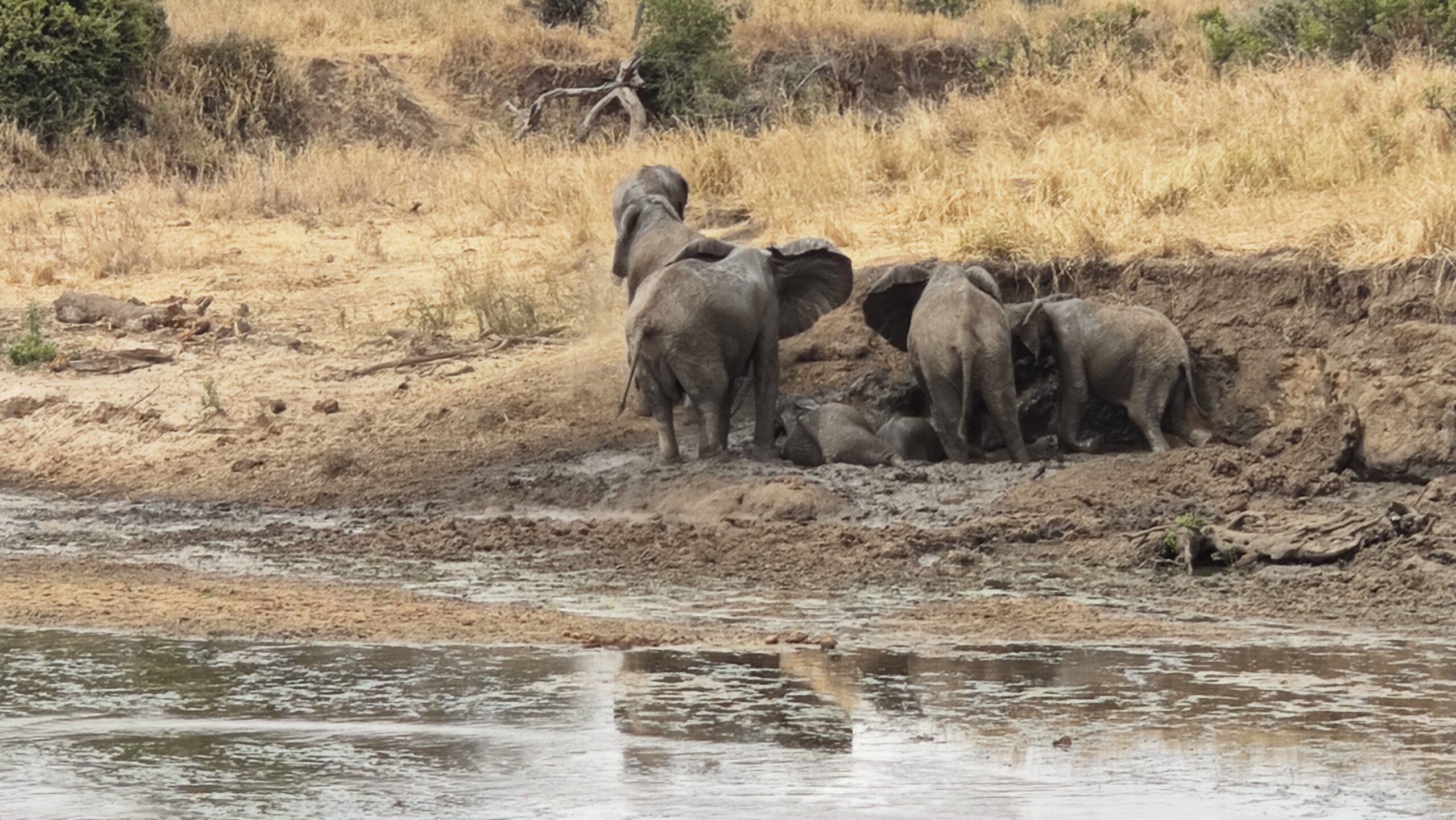 Elephant herd crossing a dry riverbed in Tarangire National Park