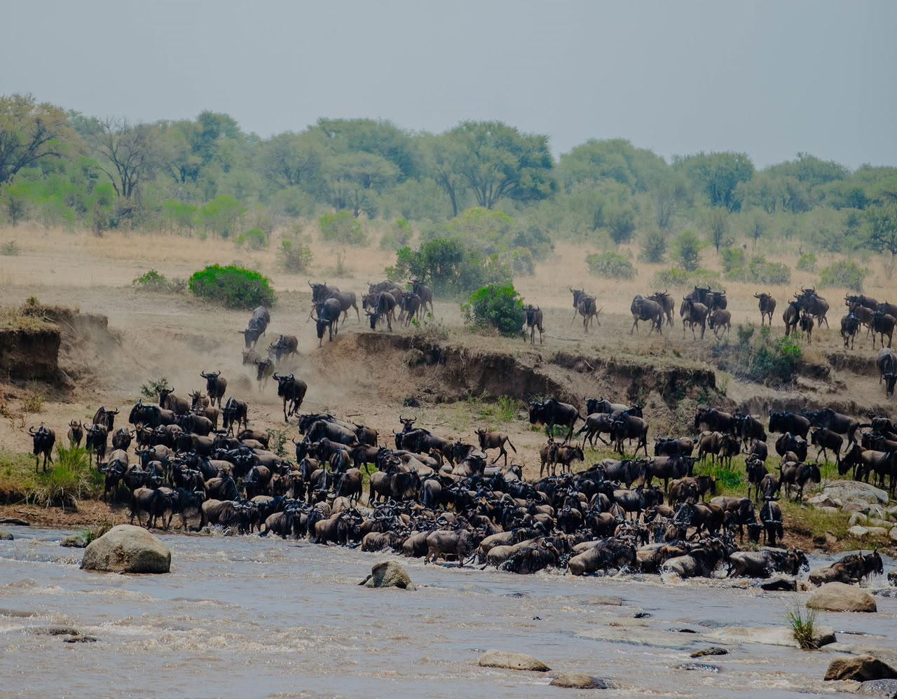 Wildebeest crossing the Mara River during the Great Migration in northern Serengeti