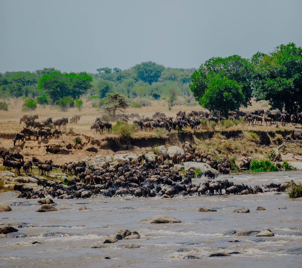 A herd of wildebeest gathered along the banks of the Mara River in the northern Serengeti
