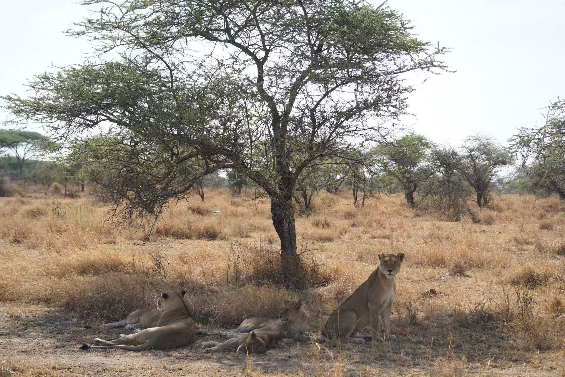 Lion resting in the shade of a baobab tree in Tarangire National Park