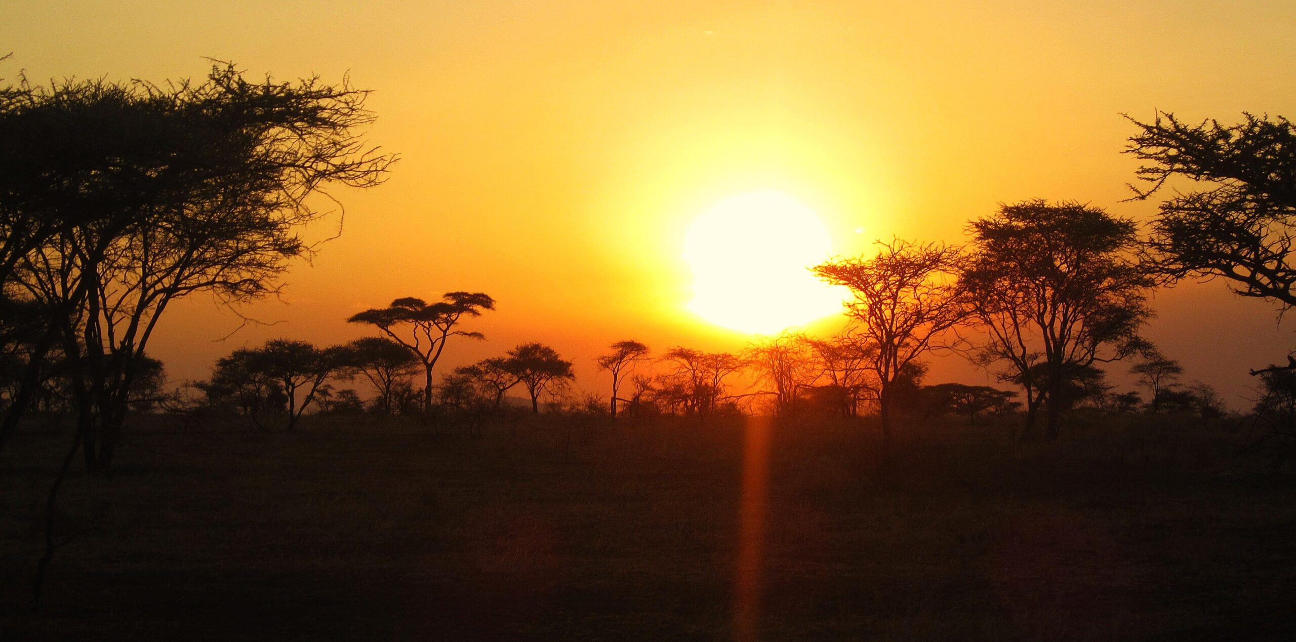 Open plains of the central Serengeti at golden hour with acacia trees