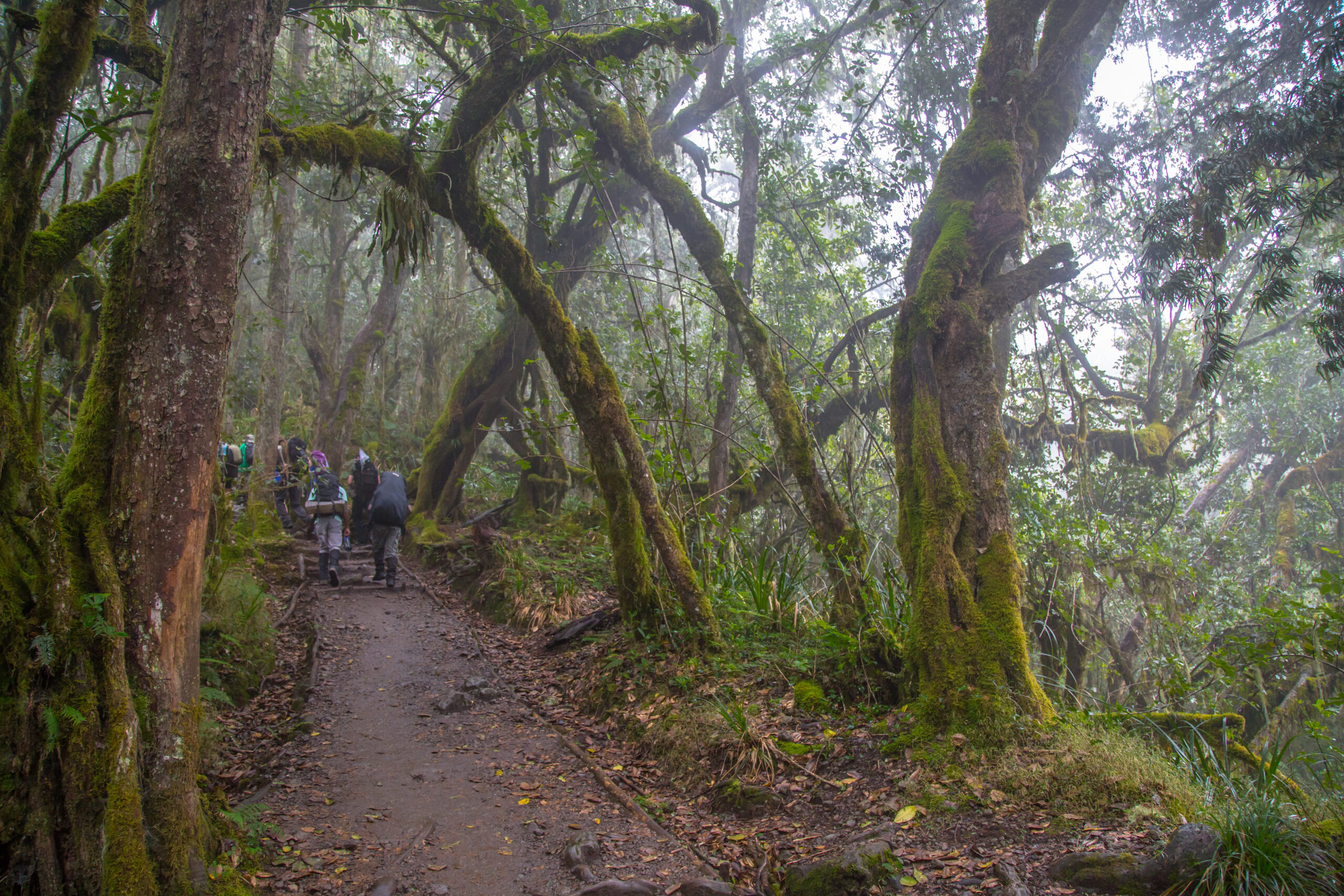 Rainforest section of the Kilimanjaro trail in morning mist